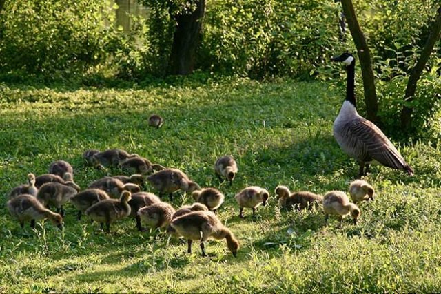 Canada Goose with Goslings