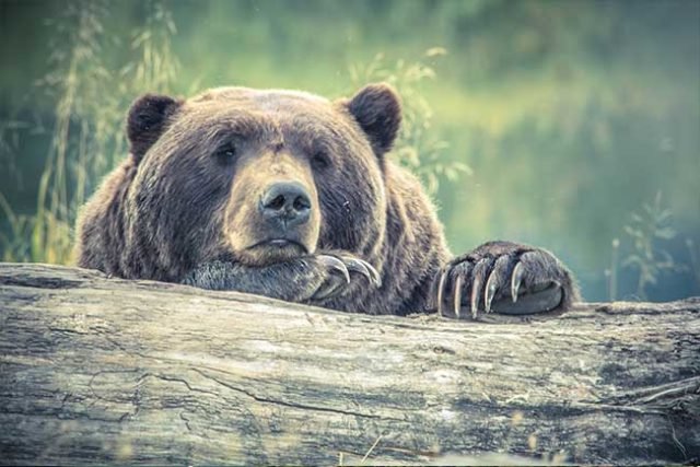 Grizzly Bear Moping