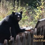 Note to Self: Don't Poke the Bear!